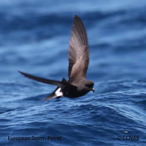 Birds of North America