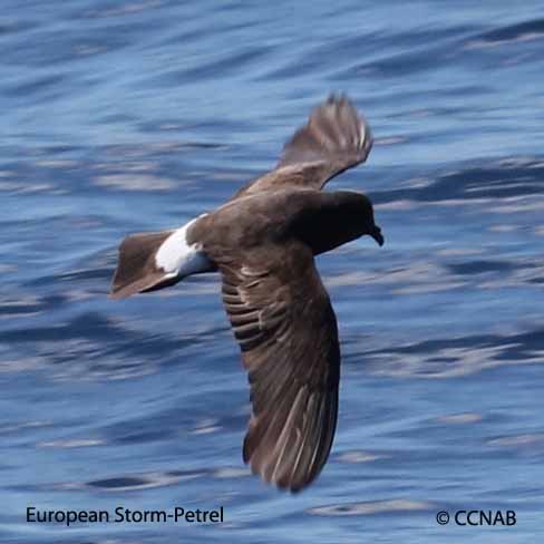 Birds of North America