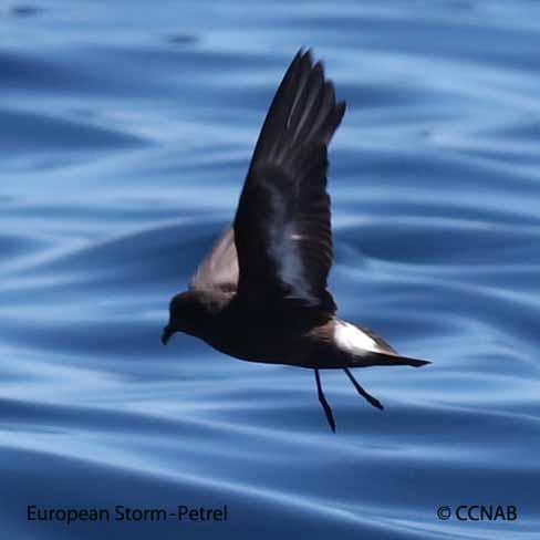 Birds of North America