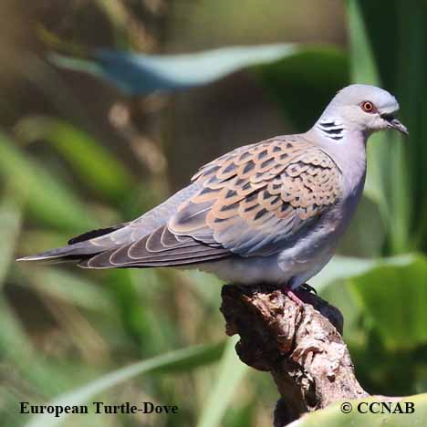 Birds of North America