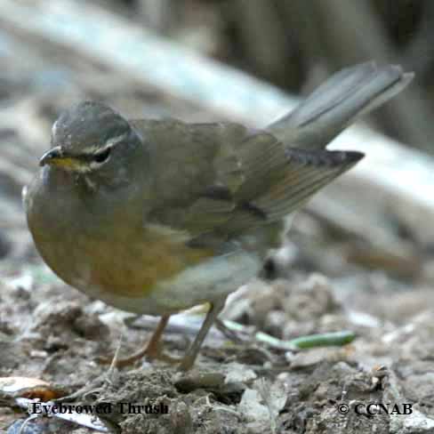 Birds of North America