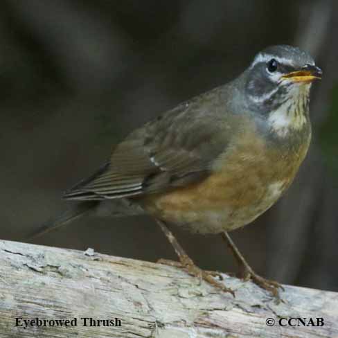 Birds of North America