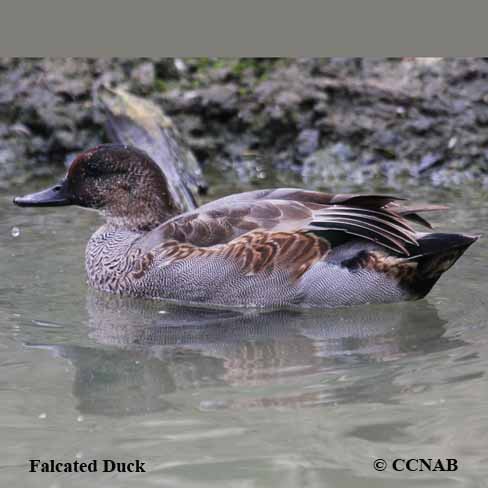 Birds of North America