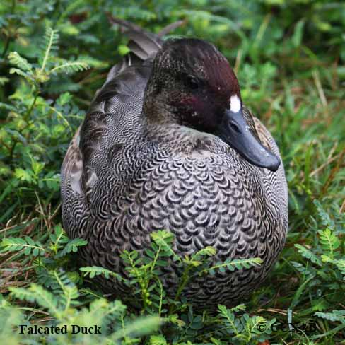 Birds of North America