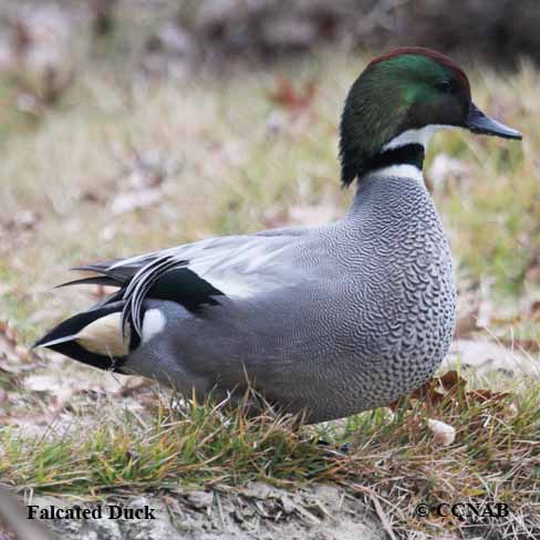 Birds of North America