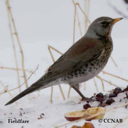 Birds of North America