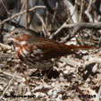 Fox Sparrow (red) songs and calls