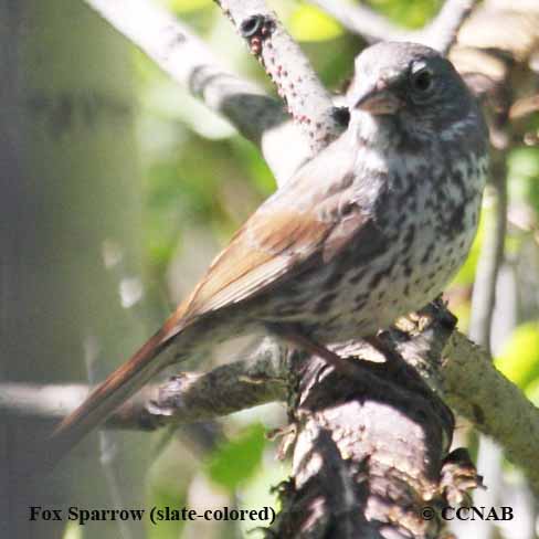 North American Sparrows