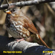 Fox Sparrow (sooty) songs and calls