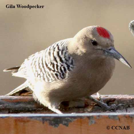 Birds of North America