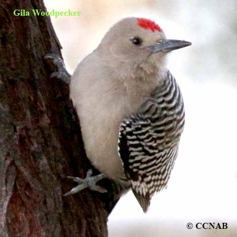 Birds of North America