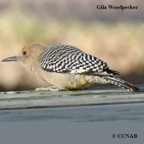 North American Woodpeckers