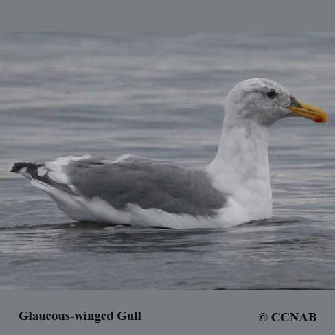 North American Gulls