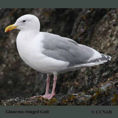 Glaucous-winged Gull (Larus Glaucescens) - North American Gulls - Birds ...