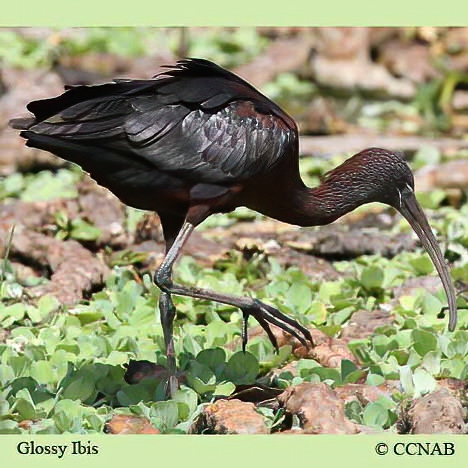 Birds of North America