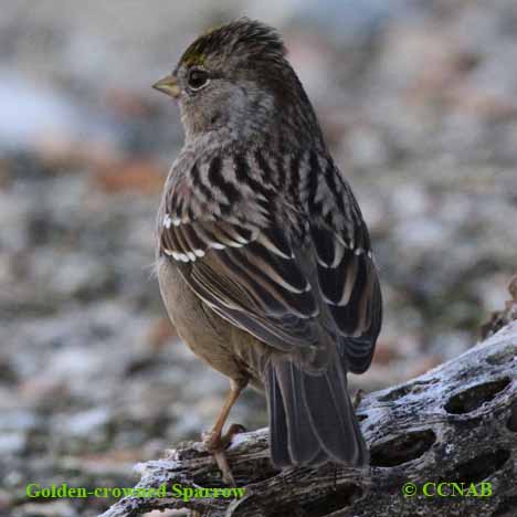 Birds of North America