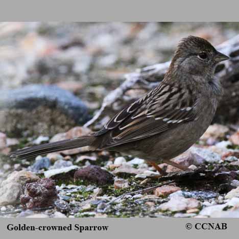 Birds of North America