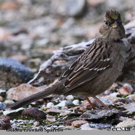 Birds of North America