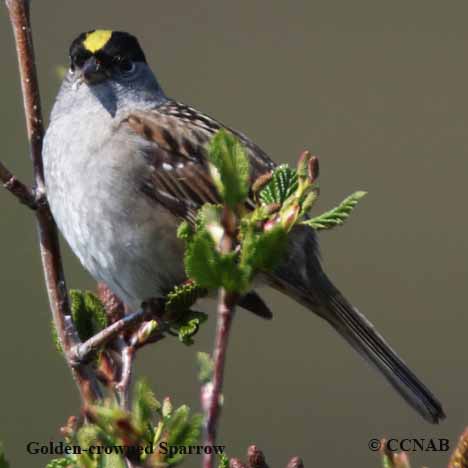 Birds of North America