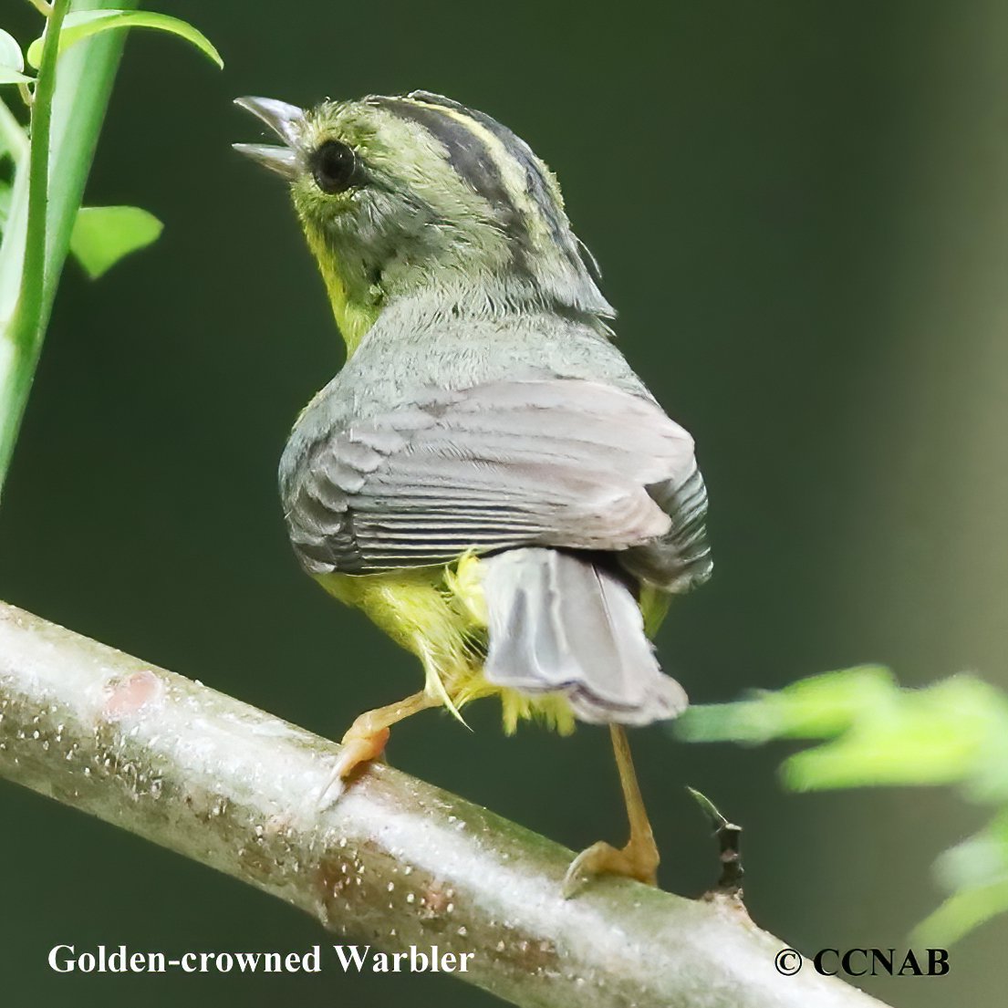 Birds of North America