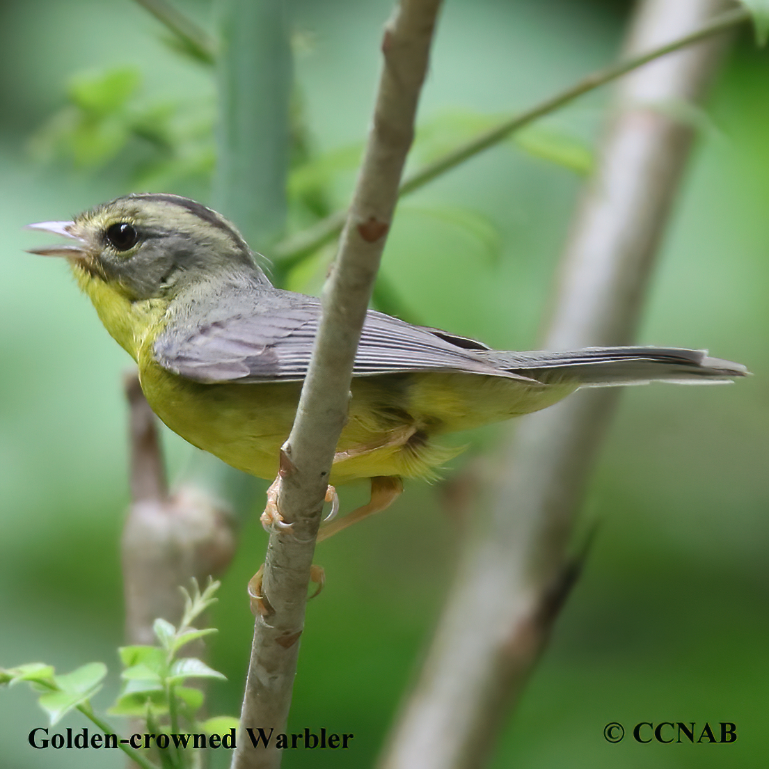 Birds of North America