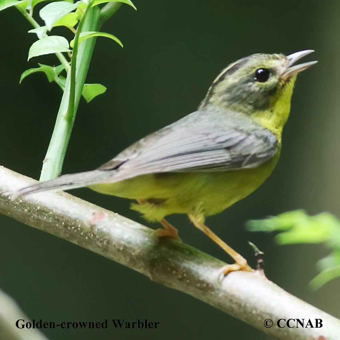 Golden-crowned Warbler