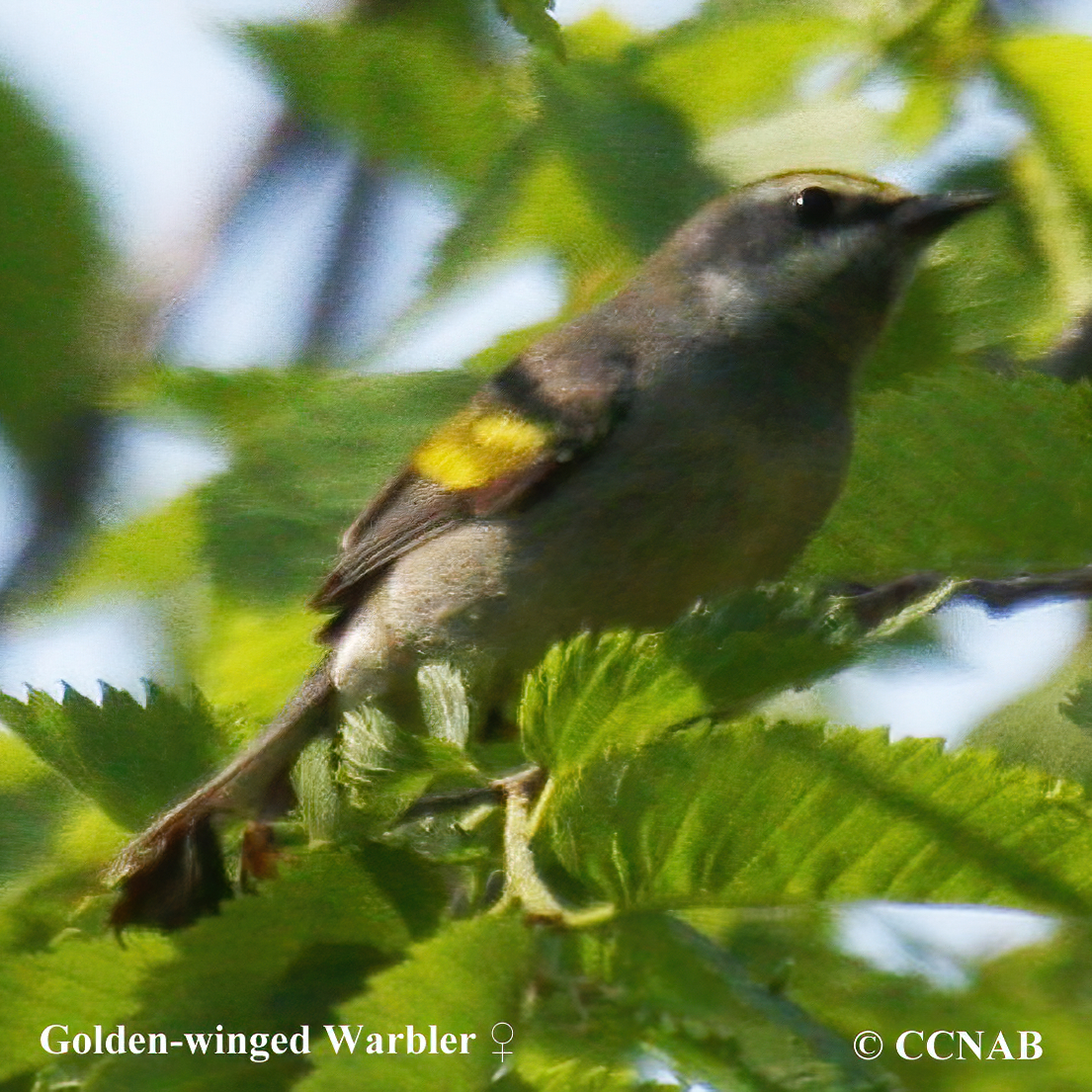 Birds of North America