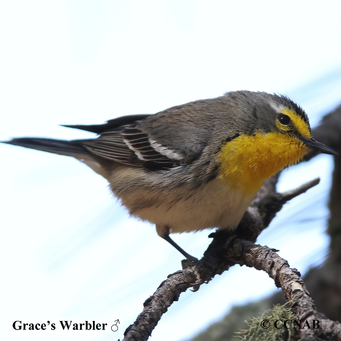 warblers