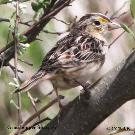 Birds of North America