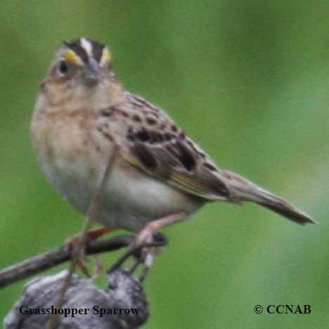 Birds of North America