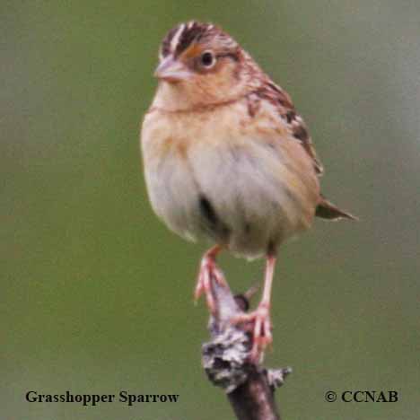 Birds of North America