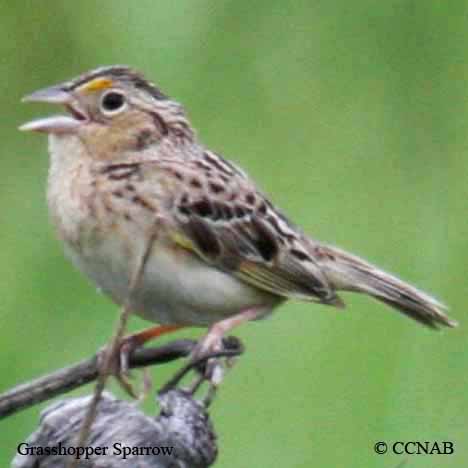 Birds of North America