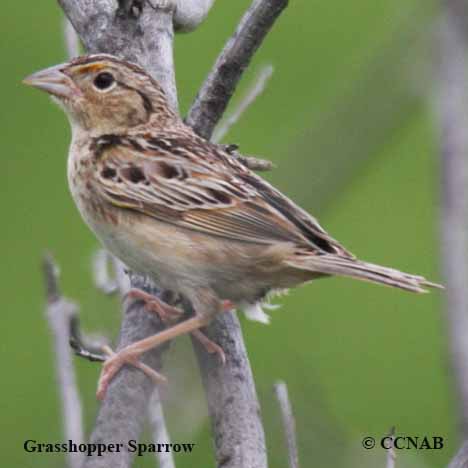 Grasshopper Sparrow