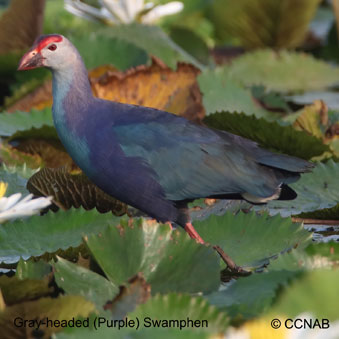 Gray-headed (Purple) Swamphen