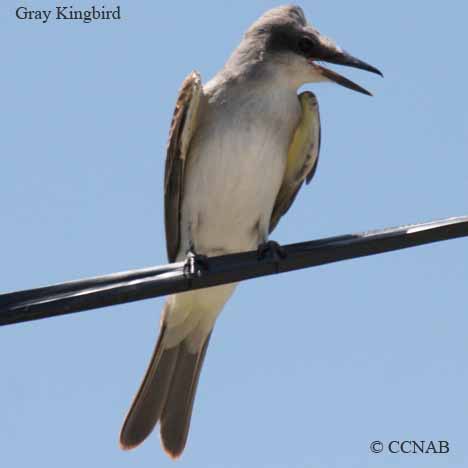 North American Birds songs and calls