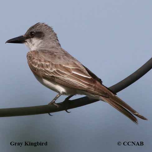 Gray Kingbird