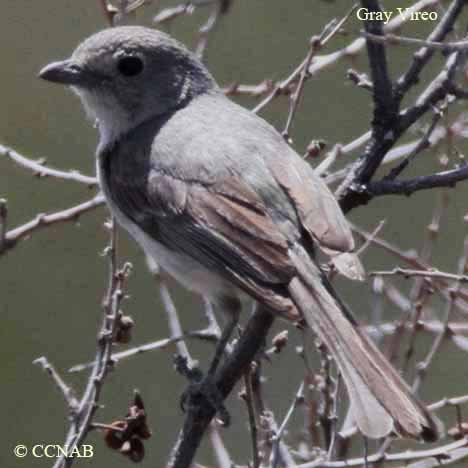 Birds of North America