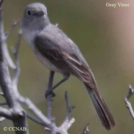 Birds of North America