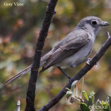 Birds of North America