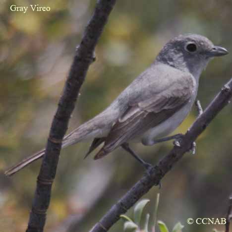 Birds of North America