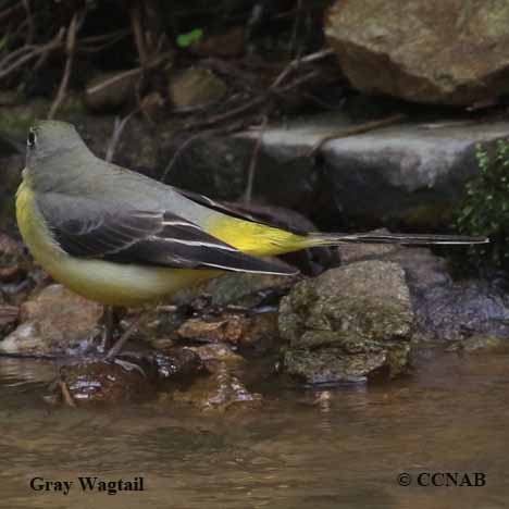 Birds of North America