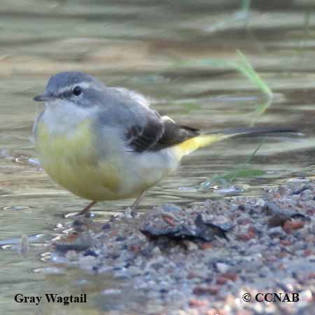 Birds of North America