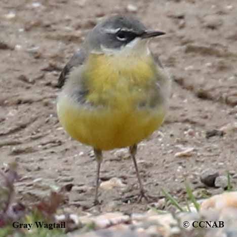 Birds of North America