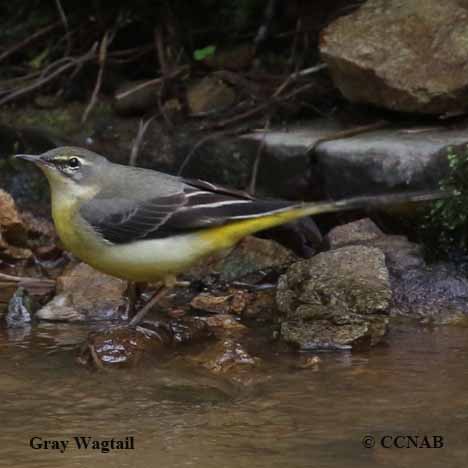 Birds of North America