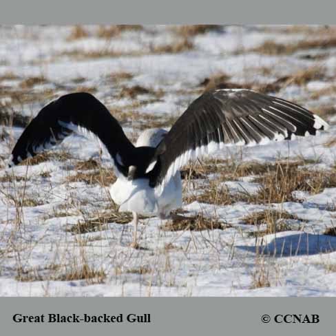 Birds of North America