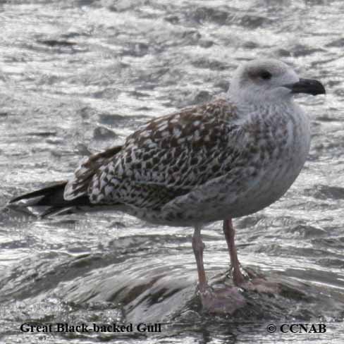 North American Gulls