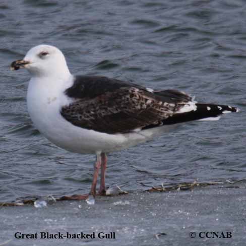 Great Black-backed Gull