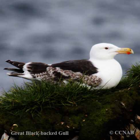 Birds of North America