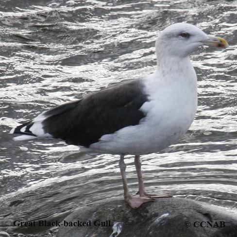 Birds of North America