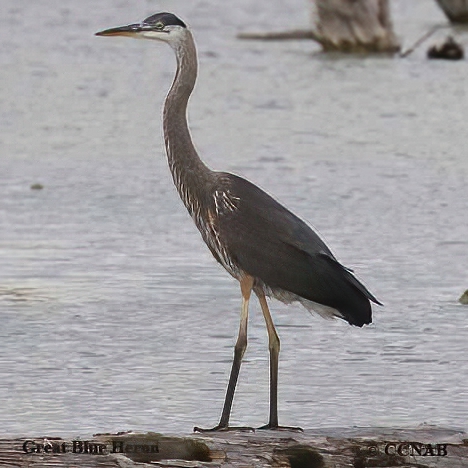 Great Blue Heron (Ardea Herodias) - North American Birds - Birds Of ...